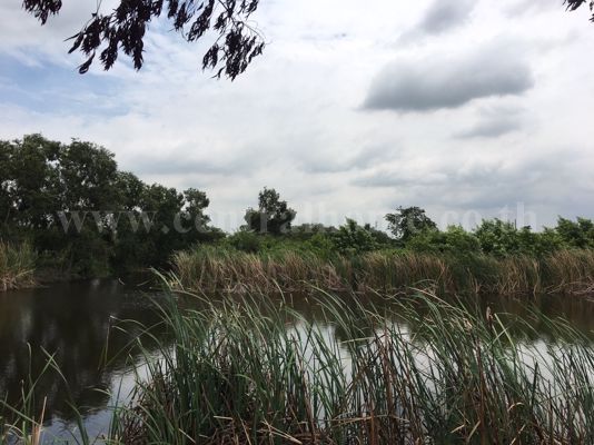 ที่ดิน-2-ไร่-คลองสี่-คลองหลวง-ปทุมธานี