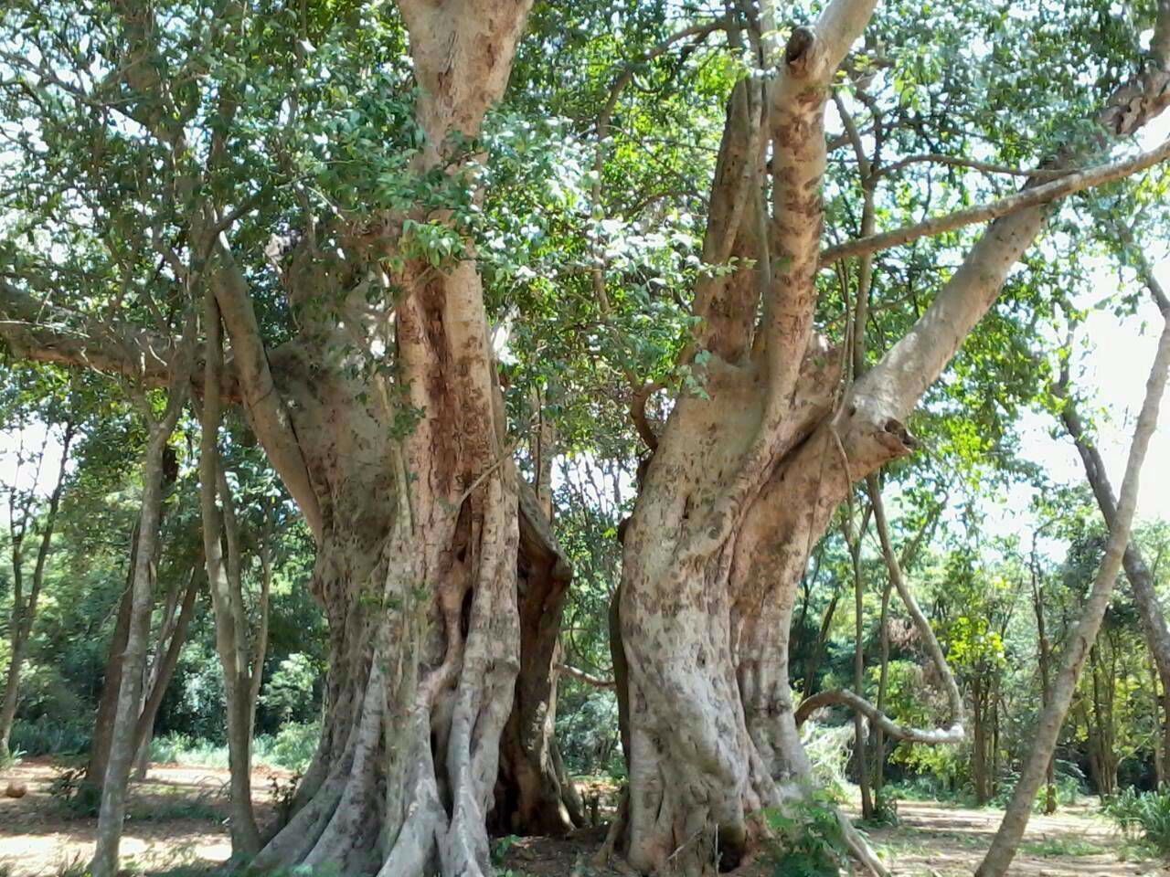 ที่ดินเขาใหญ่-พญาเย็น-25-ไร่-1-งาน