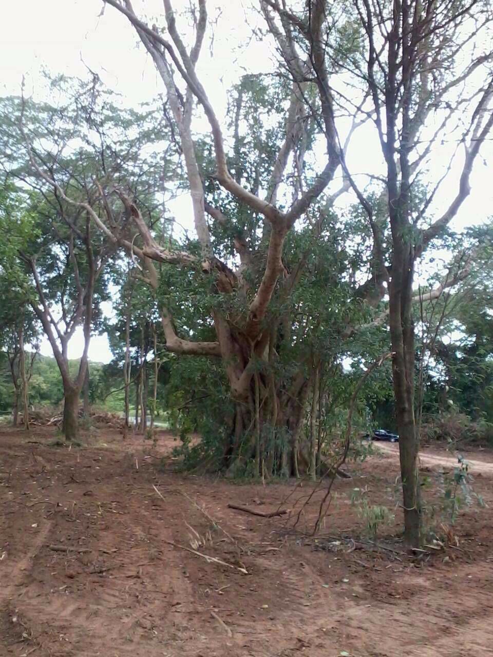 ที่ดินเขาใหญ่-พญาเย็น-25-ไร่-1-งาน