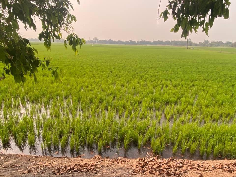 ขายที่ดิน-เนื้อที่-41-3-73-ไร่