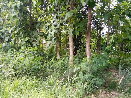 ขายที่ดินเปล่าเชียงใหม่-เนื้อที่-174-ตรว-สวนไม้สักในพื้นที่-วิวภูเขา-มีโฉนด-พร้อมโอน-ไม่ผ่านนายหน้า