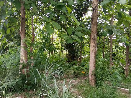 ขายที่ดินเปล่าเชียงใหม่-เนื้อที่-174-ตรว-สวนไม้สักในพื้นที่-วิวภูเขา-มีโฉนด-พร้อมโอน-ไม่ผ่านนายหน้า