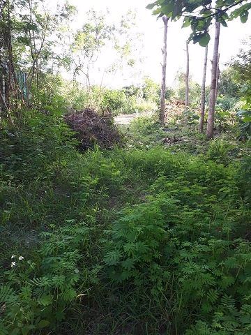 ขายที่ดินเปล่าเชียงใหม่-เนื้อที่-174-ตรว-สวนไม้สักในพื้นที่-วิวภูเขา-มีโฉนด-พร้อมโอน-ไม่ผ่านนายหน้า