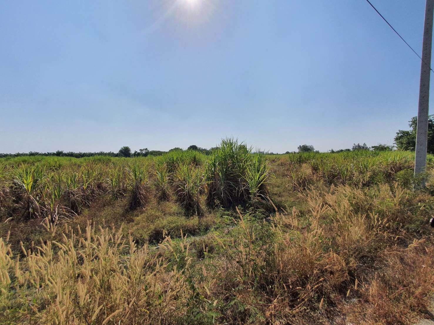 ขายที่ดินบ้านบึง-เนื้อที่-10-ไร่-ชลบุรี