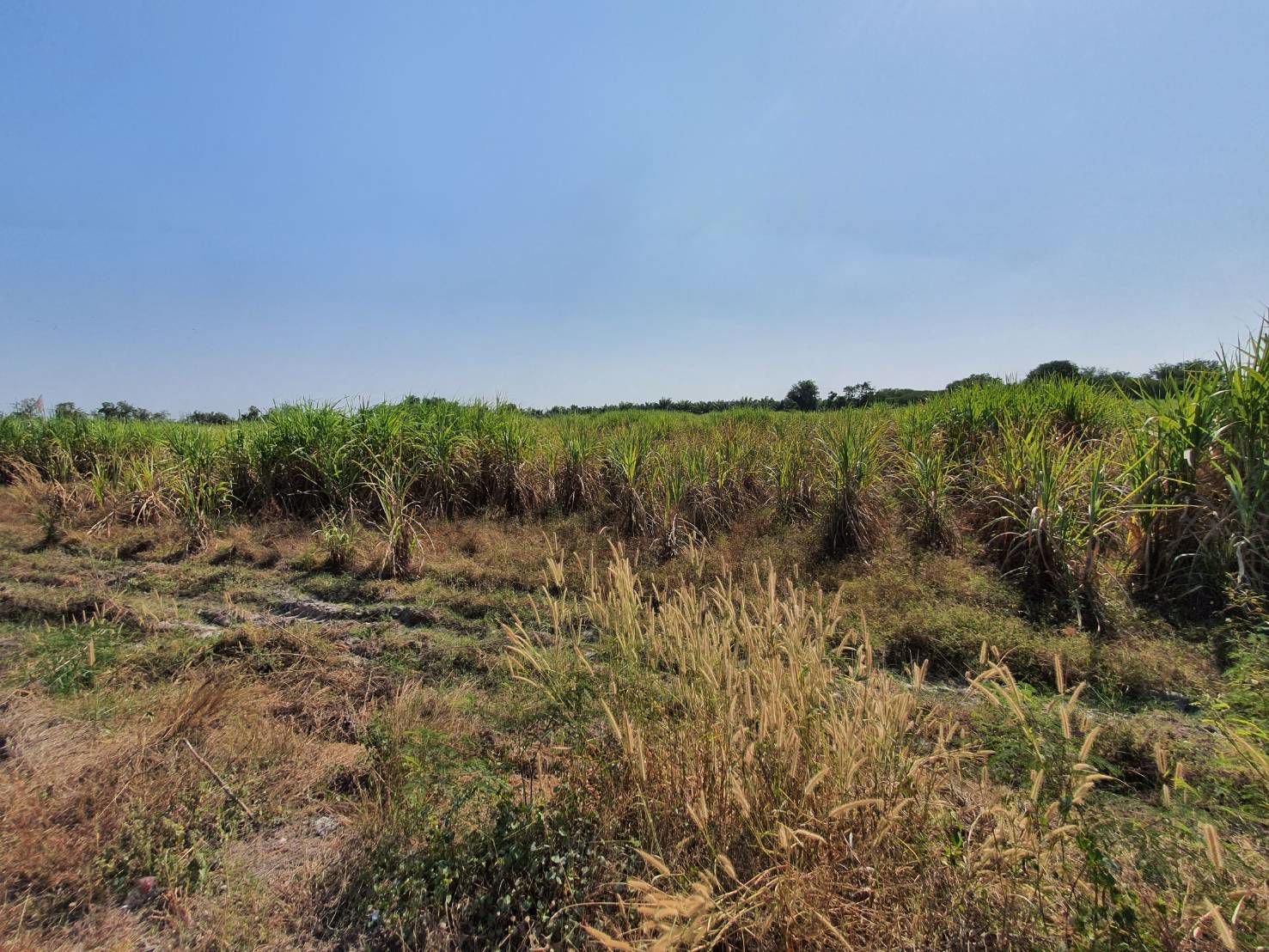 ขายที่ดินบ้านบึง-เนื้อที่-10-ไร่-ชลบุรี