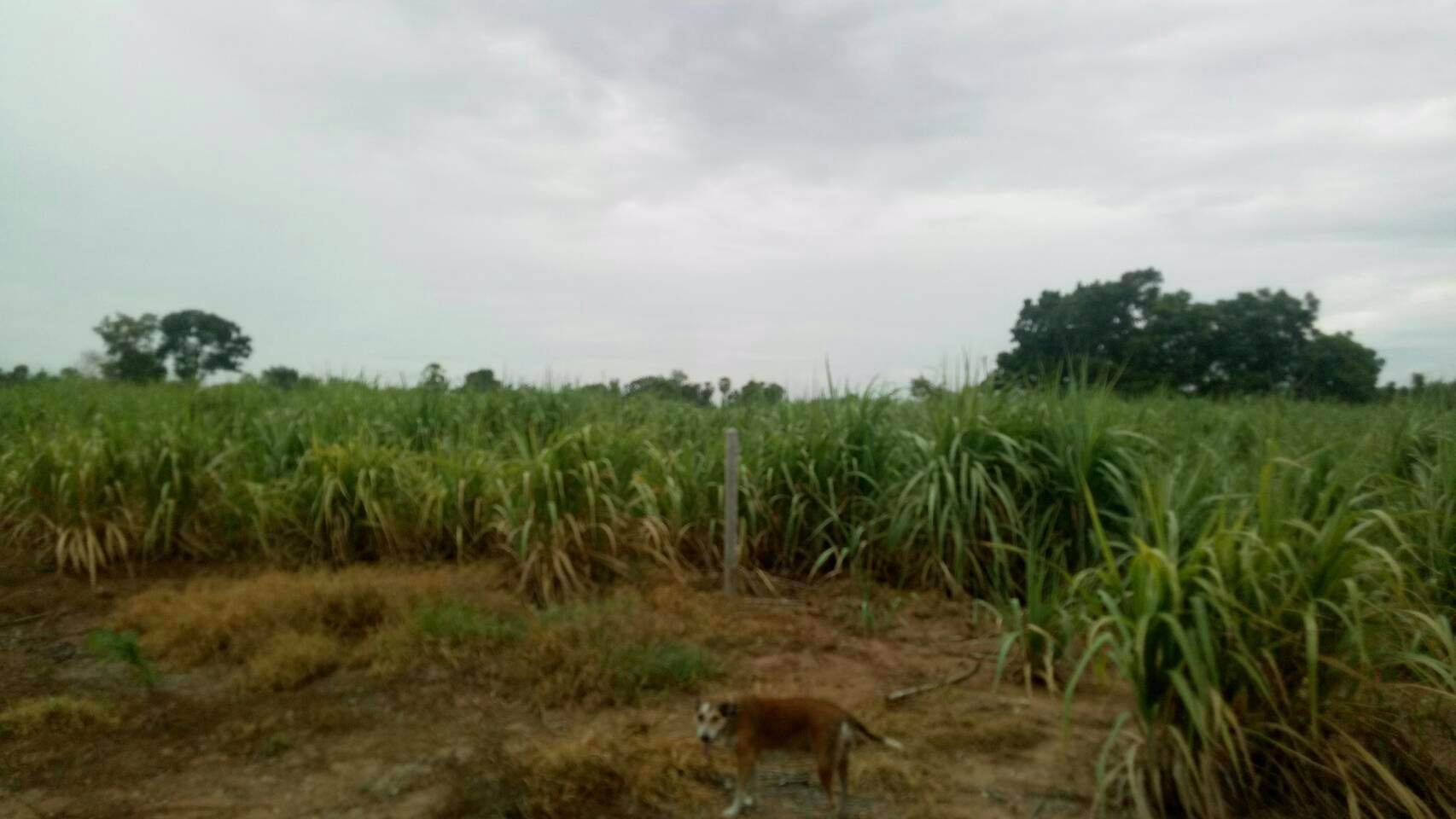 ขายที่ดินยกแปลงหรือแยกแปลงได้-ราคาเริ่มต้นที่-500000-บาท-หันคา-ชัยนาท