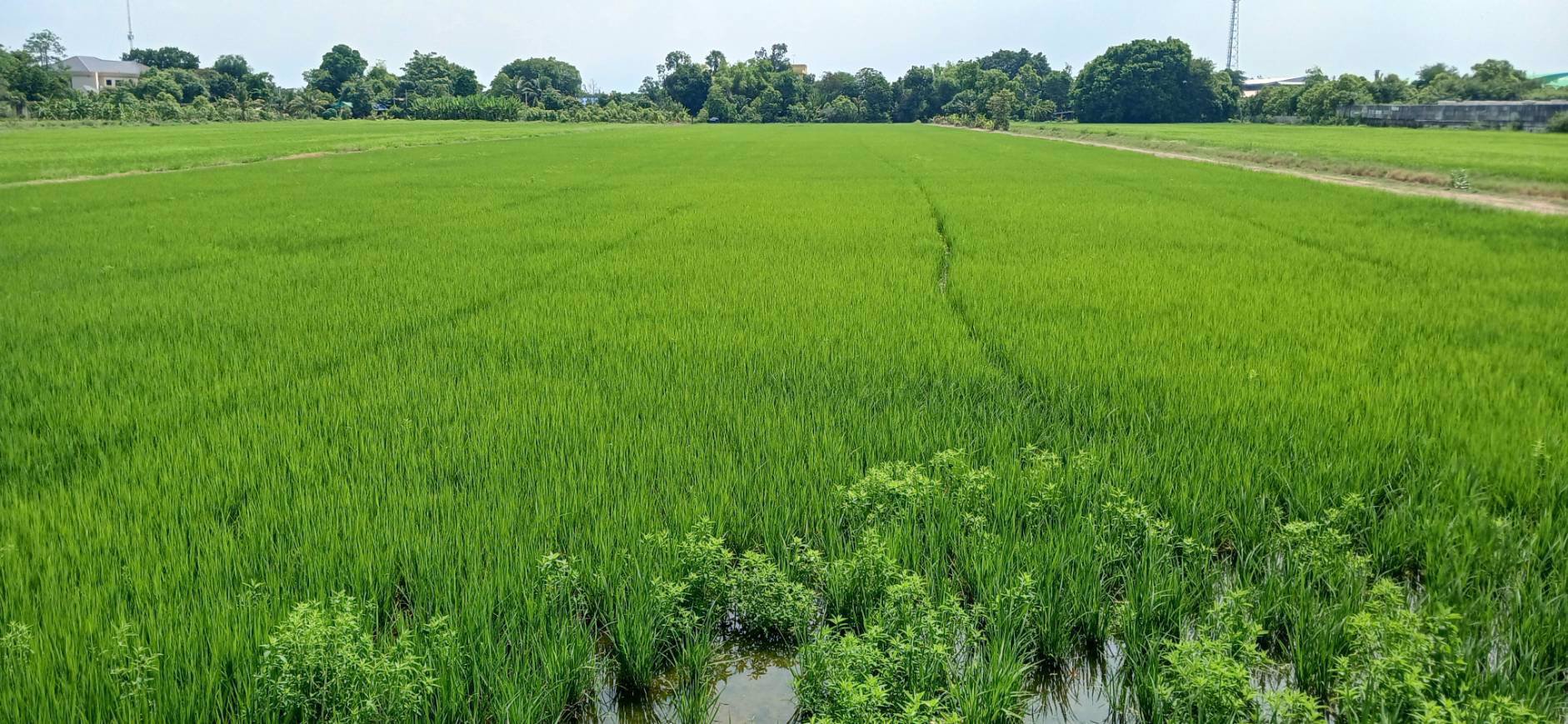 ขายที่ดิน-8-ไร่-68-ตารางวา-ติดถนนลำลูกกาคลอง7