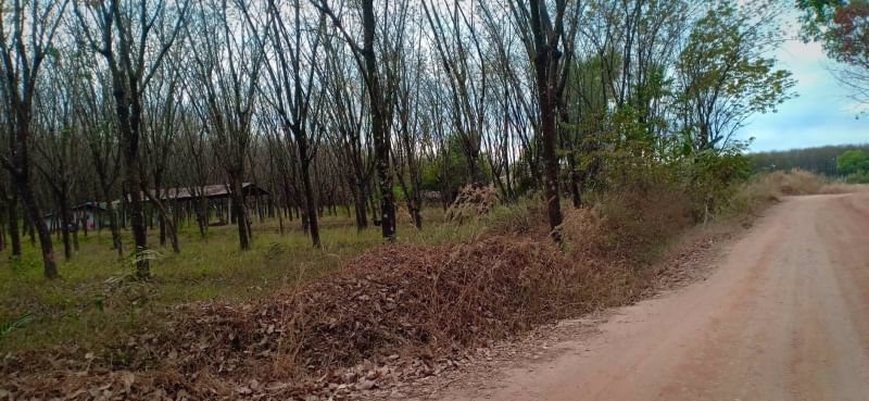 ขายสวยยางสวนปาล์ม45ไร่-ติดถนนลาดยาง-มีน้ำไฟฟ้า