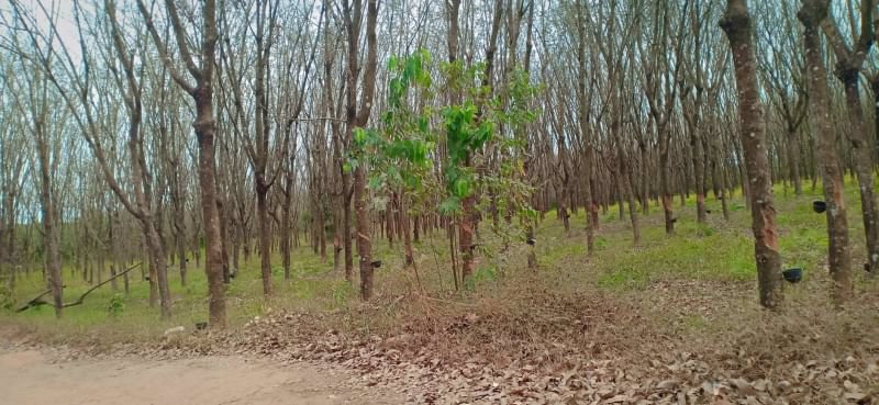 ขายสวยยางสวนปาล์ม45ไร่-ติดถนนลาดยาง-มีน้ำไฟฟ้า