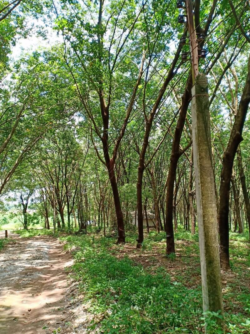 ขายสวนยาง63ไร่-ราคายกแปลง19ล้านบาท-อายุ20ปี