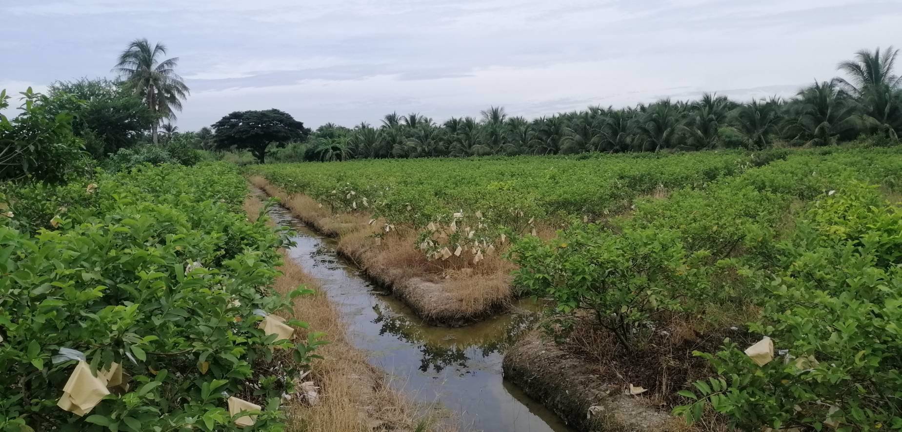 ขายที่ดิน-15ไร่-ใกล้เมือง-ตพิกุลทอง-อเมืองราชบุรี-จราชบุรี