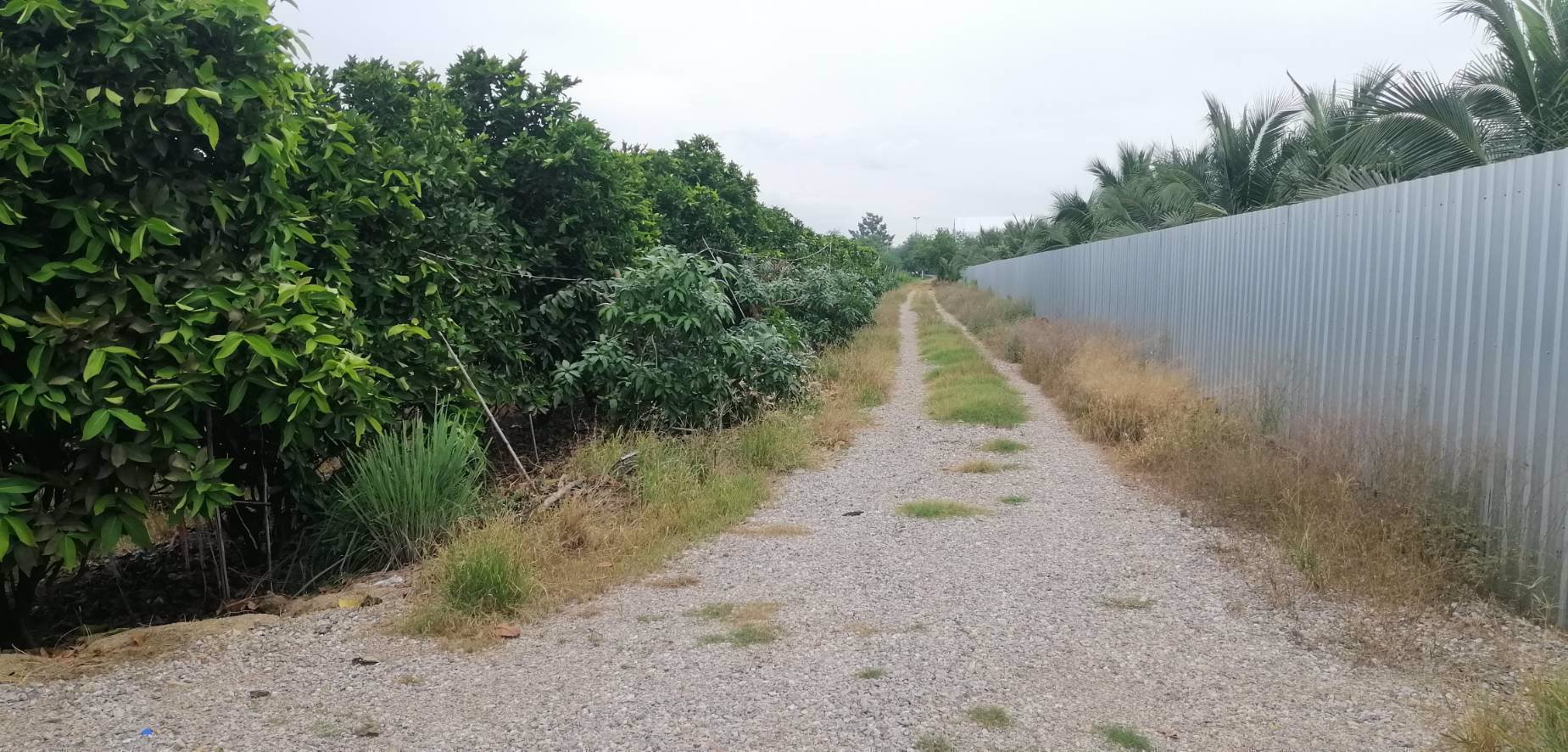 ขายที่ดิน-15ไร่-ใกล้เมือง-ตพิกุลทอง-อเมืองราชบุรี-จราชบุรี