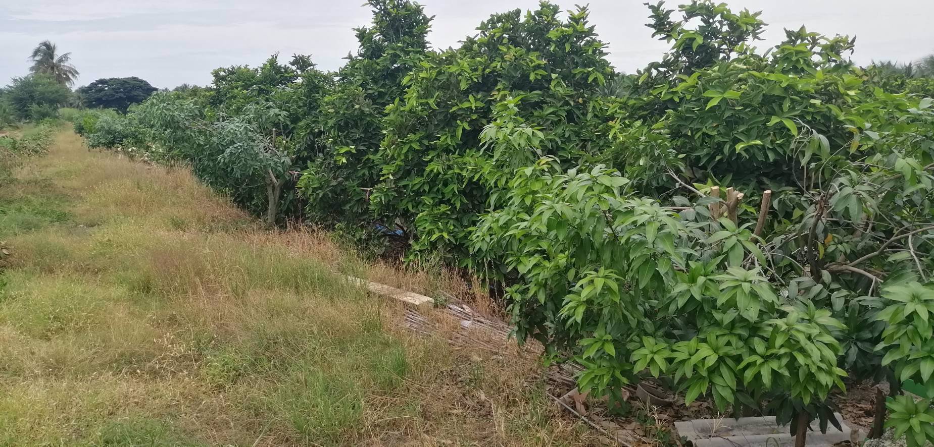 ขายที่ดิน-15ไร่-ใกล้เมือง-ตพิกุลทอง-อเมืองราชบุรี-จราชบุรี