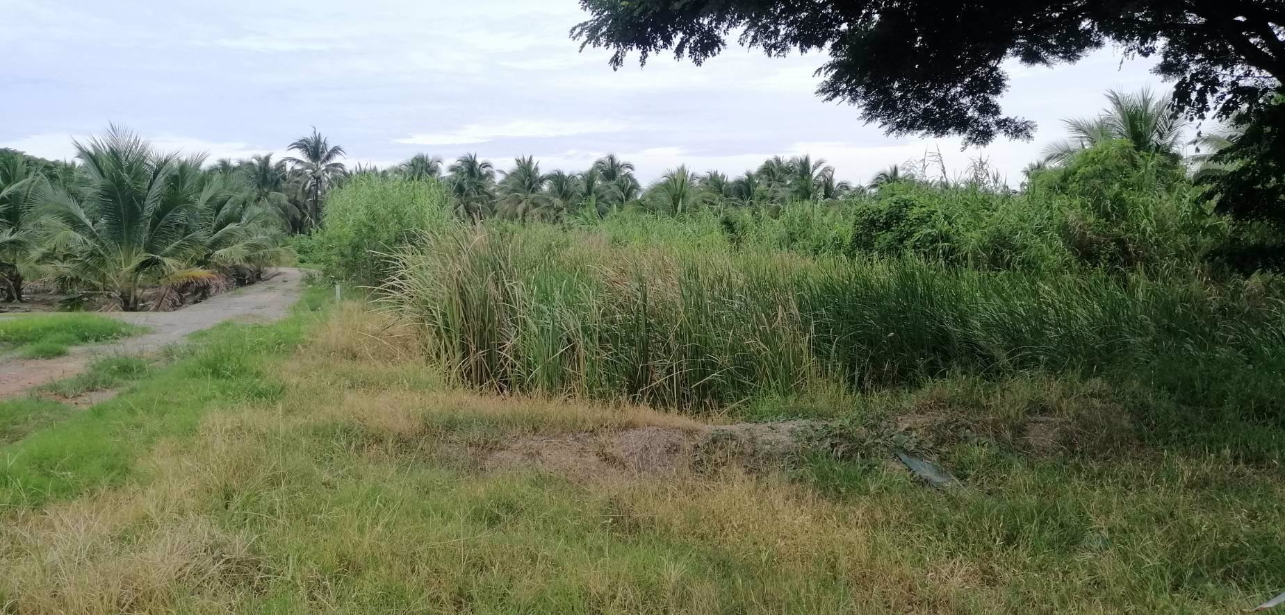 ขายที่ดิน-15ไร่-ใกล้เมือง-ตพิกุลทอง-อเมืองราชบุรี-จราชบุรี