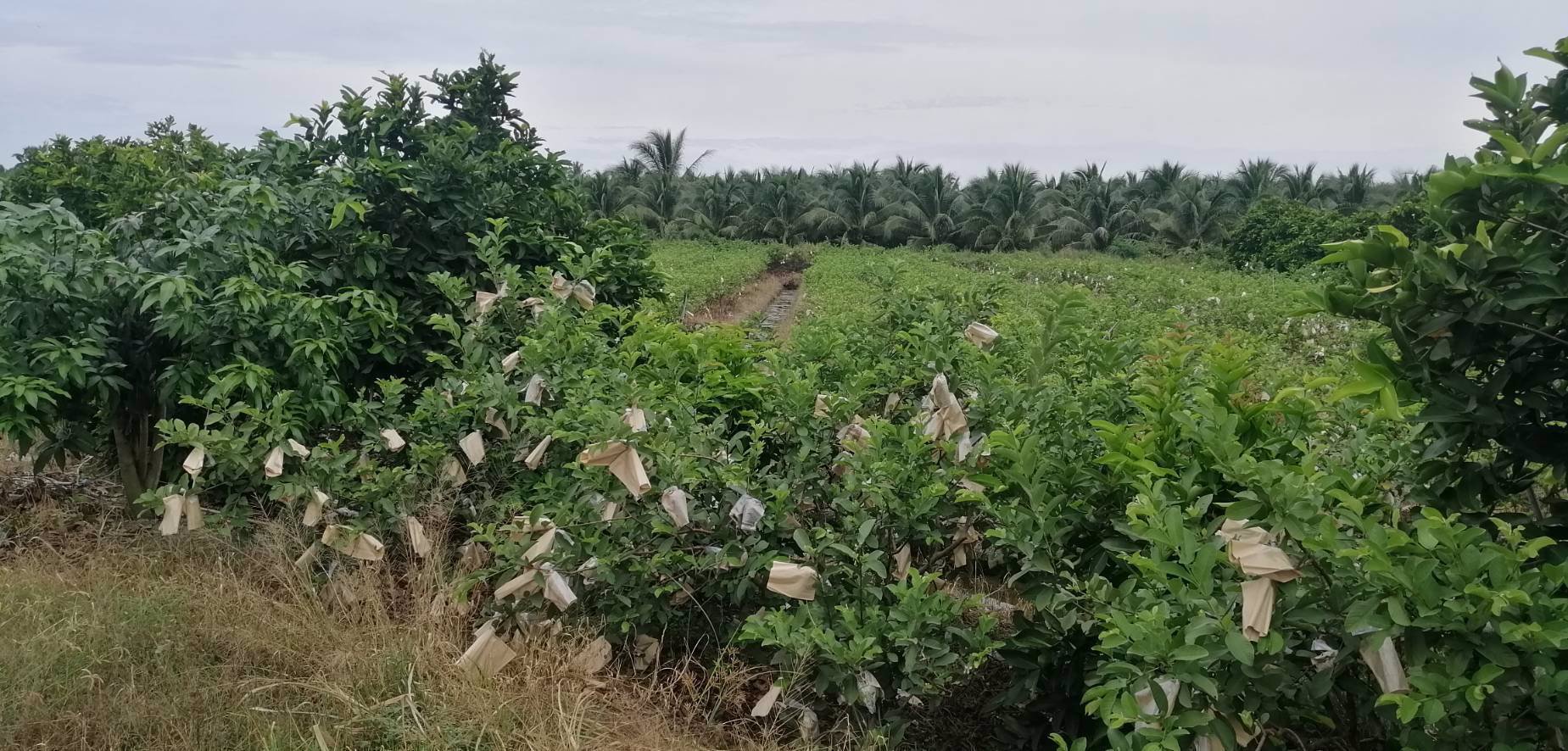 ขายที่ดิน-15ไร่-ใกล้เมือง-ตพิกุลทอง-อเมืองราชบุรี-จราชบุรี