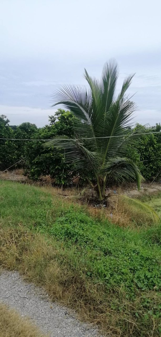 ขายที่ดิน-15ไร่-ใกล้เมือง-ตพิกุลทอง-อเมืองราชบุรี-จราชบุรี