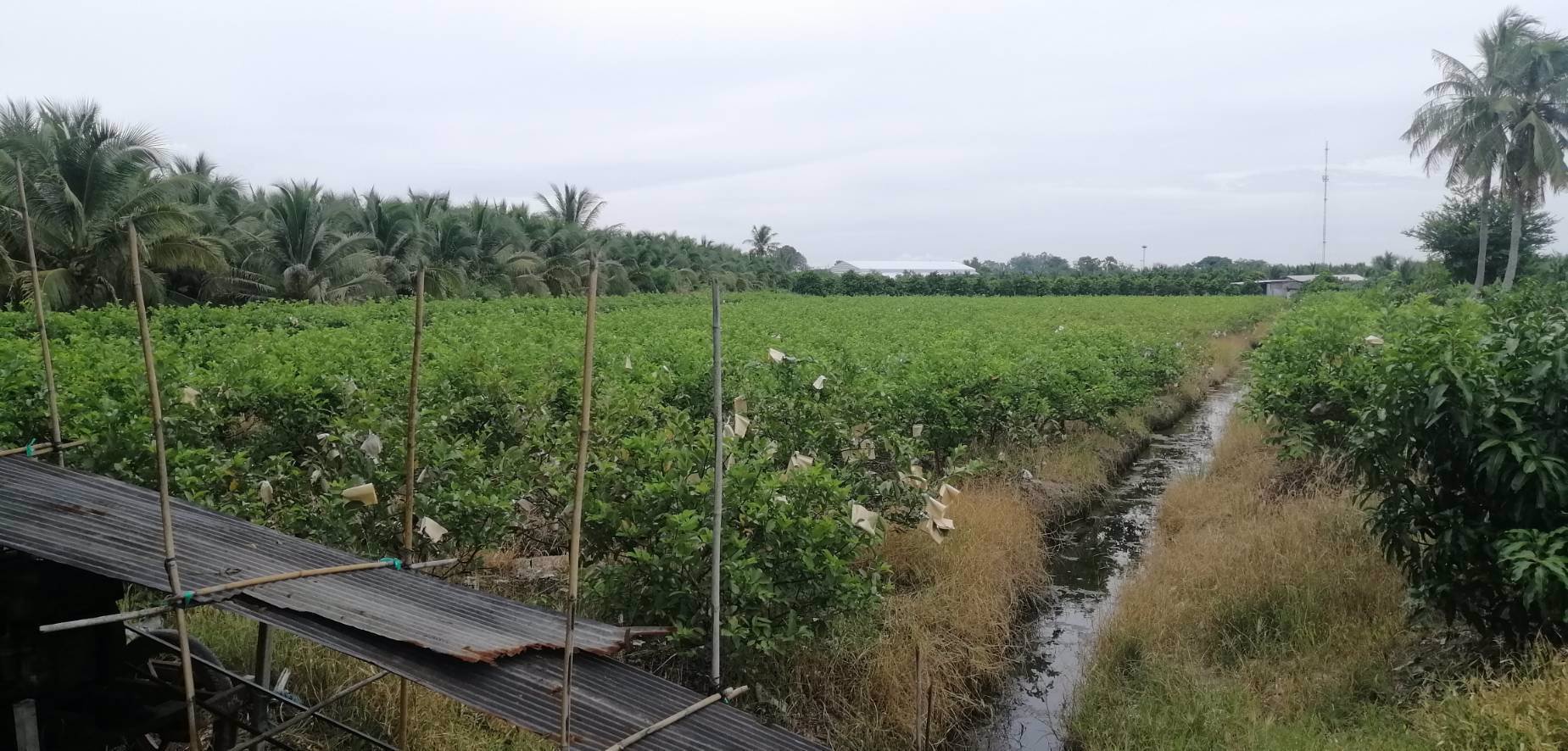 ขายที่ดิน-15ไร่-ใกล้เมือง-ตพิกุลทอง-อเมืองราชบุรี-จราชบุรี