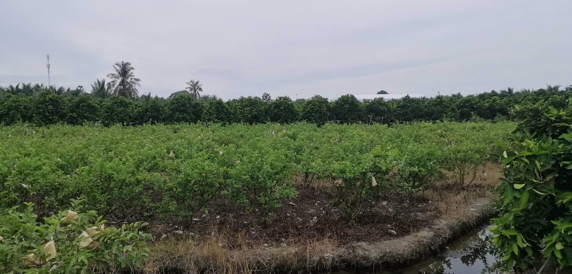 ขายที่ดิน-15ไร่-ใกล้เมือง-ตพิกุลทอง-อเมืองราชบุรี-จราชบุรี