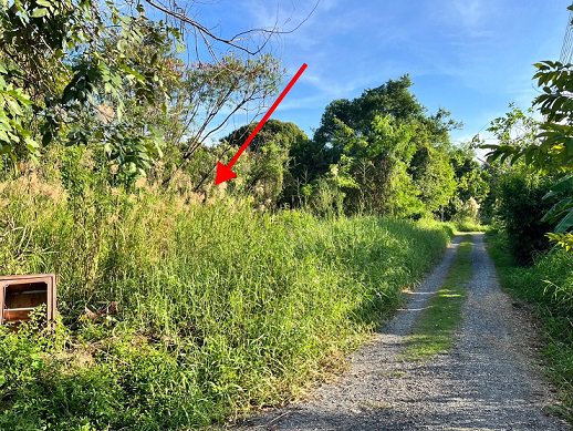 ขายที่ดินพหลโยธิน-54-1-แยก-8-4-2หรือ-สายไหม-ซอย-6-เนื้อที่-932-ตารางวา