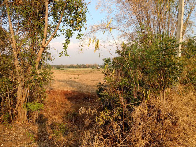 ขายที่ดินโฉนด-หมู่บ้านนางั่ว-เพชรบูรณ์-ติดถนนสาธารณะ-มีไฟฟ้า-ใกล้แหล่งชุมชน-และเซเว่น