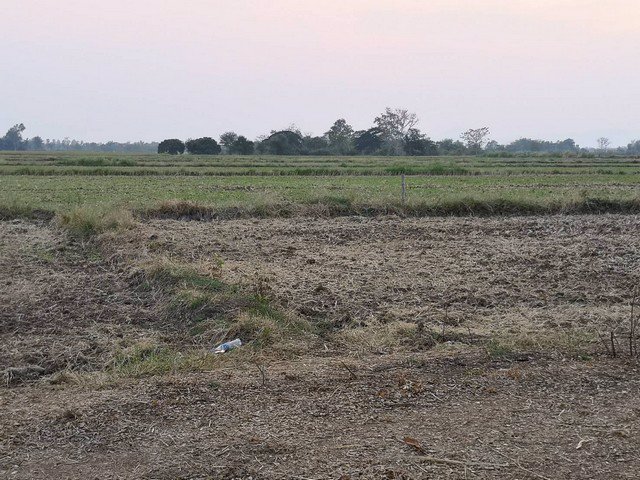 ขายที่ดินโฉนด-80ตารางวา-ผ่อนกับเจ้าของได้-วิวเขา-ใกล้เมือง-ชอนไพร-เพชรบูรณ์-อุดมสมบูรณ์