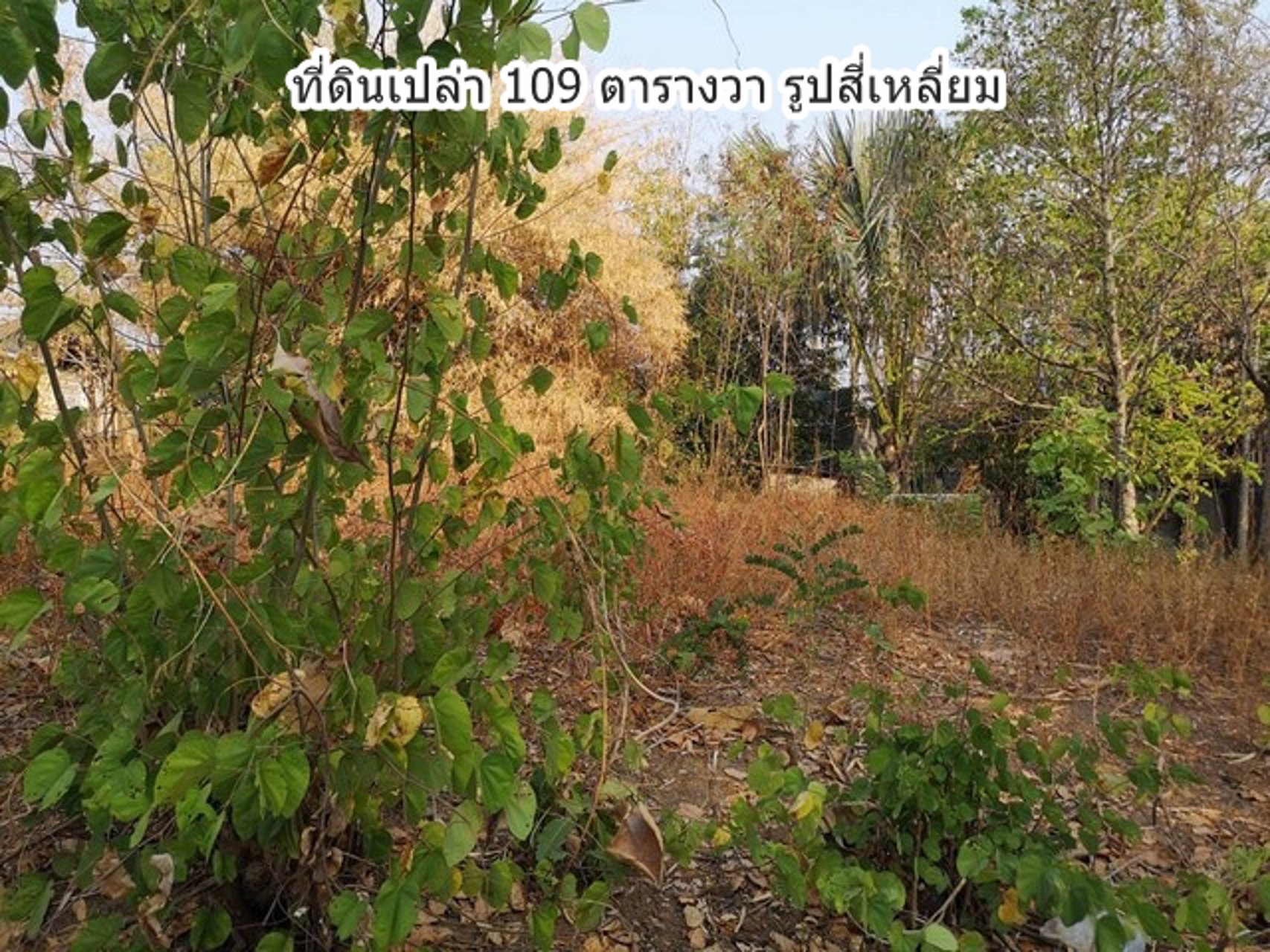 ขายที่ดินโฉนด-ท่าพล-บ้านโนนสง่า-เพชรบูรณ์-น้ำไฟครบ-แหล่งชุมชน-ติดถนนสาธารณะ-เพียง-25-กิโลจากถนน-21