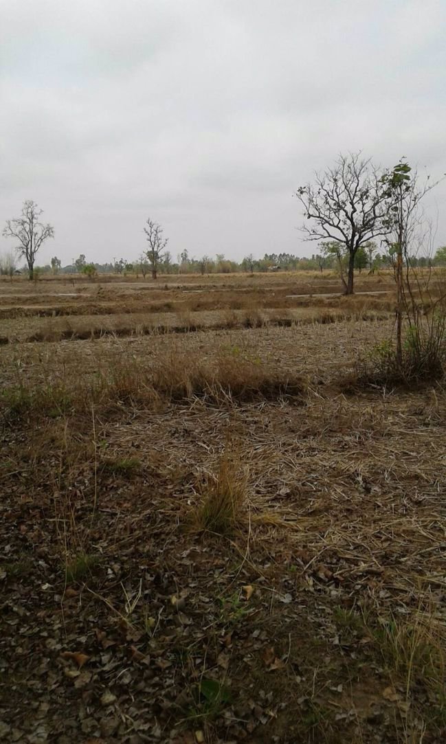 ขายทิ่ดินสวย-36-ไร่ติดทางสาธารณะ-จังหวัดสกลนค