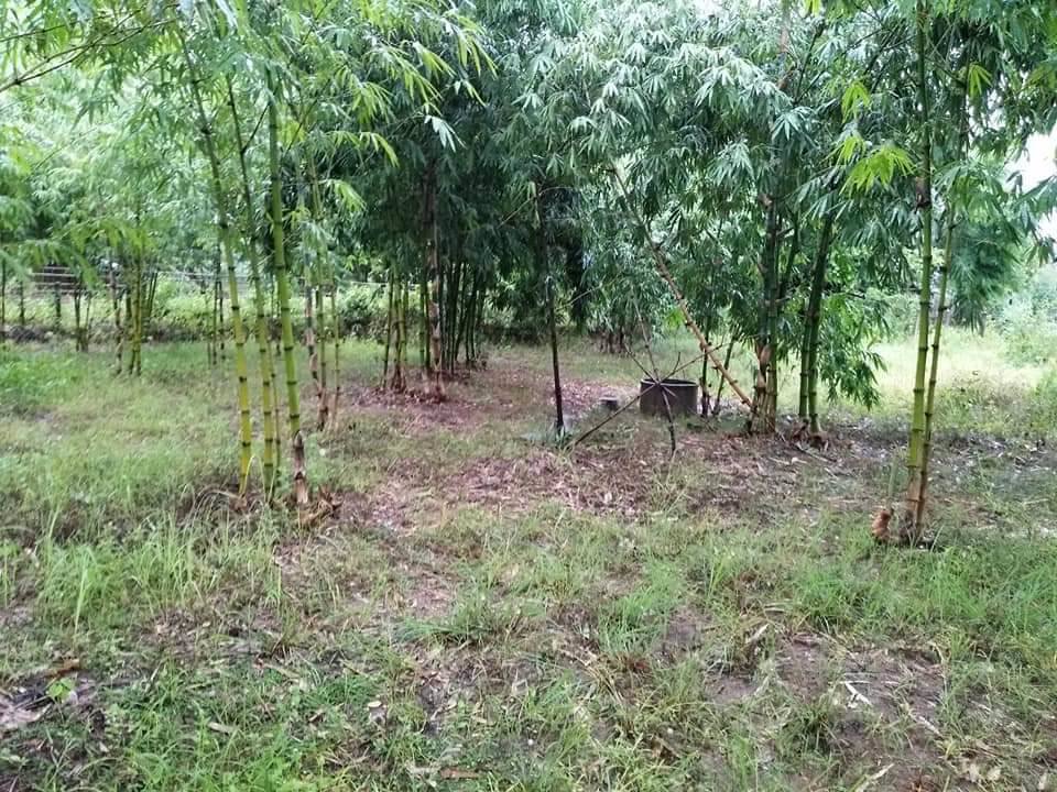 ขายด่วน-ที่ดินสวย-ที่ดิน-1-ไร่-1-งาน