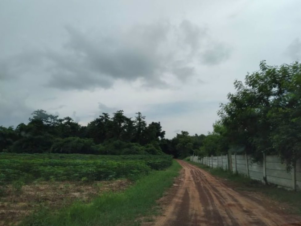 ขายที่ดินทำนาและทำสวน-19ไร่-ราคาไร่ละ99000บาท