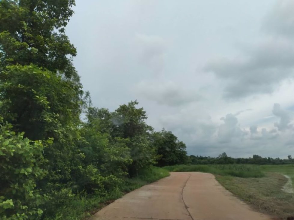 ขายที่ดินทำนาและทำสวน-19ไร่-ราคาไร่ละ99000บาท