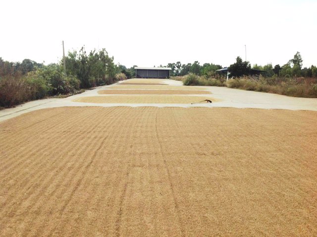 ขายบ้านพร้อมที่ดิน-วัดสิงห์-ชัยนาท-2-แปลง-30-ไร่-และ-25-ไร่-ทำเป็นกิจการโรงสี-ลานมัน-รับซื้อสินค้า