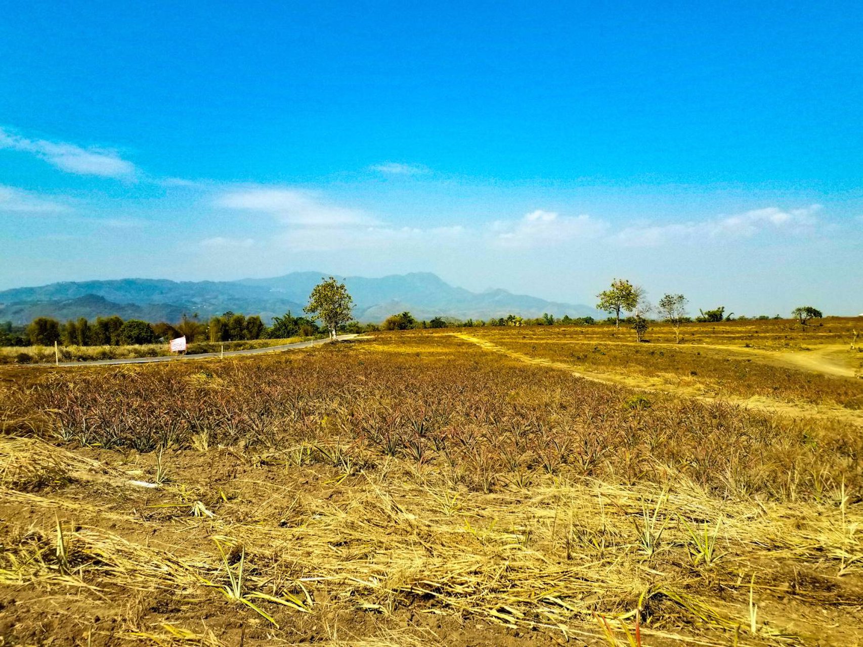 แบ่งขาย-ที่ดินเปล่า-เนื้อที่-78-ไร่-ราคาขายขั้นต่ำ-2200-บาท-ต่อตรว-แม่จัน-เชียงราย