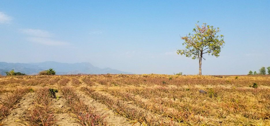 แบ่งขาย-ที่ดินเปล่า-เนื้อที่-78-ไร่-ราคาขายขั้นต่ำ-2200-บาท-ต่อตรว-แม่จัน-เชียงราย