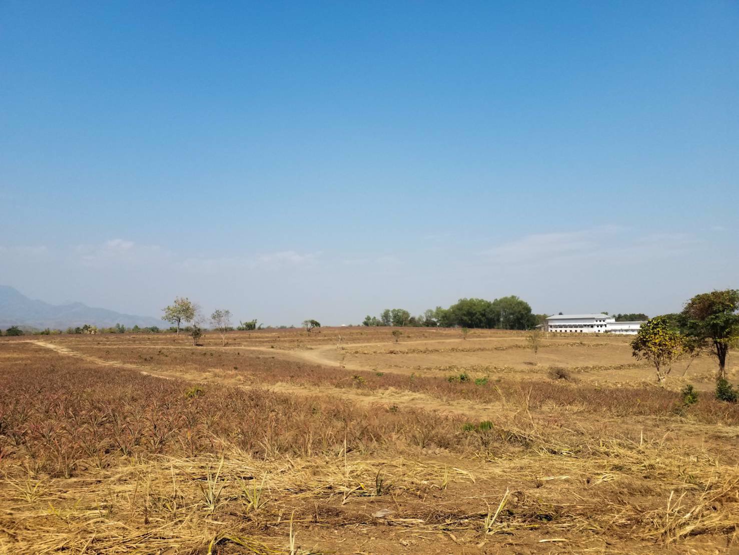 แบ่งขาย-ที่ดินเปล่า-เนื้อที่-78-ไร่-ราคาขายขั้นต่ำ-2200-บาท-ต่อตรว-แม่จัน-เชียงราย