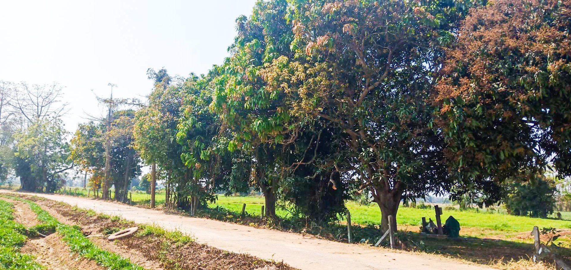 ที่ดินแบ่ง-ขาย-140-ตารางวา-ติดถนนดำ-สันทราย-เชียงใหม่-ถูกสุดๆ