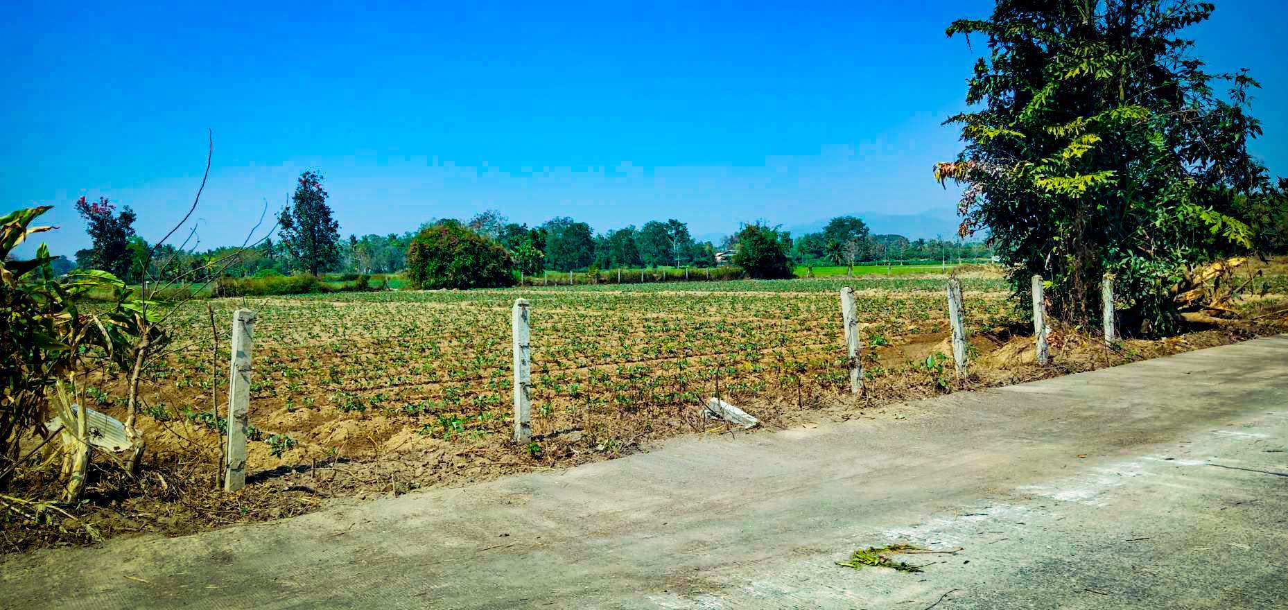 ที่ดินแบ่ง-ขาย-140-ตารางวา-ติดถนนดำ-สันทราย-เชียงใหม่-ถูกสุดๆ