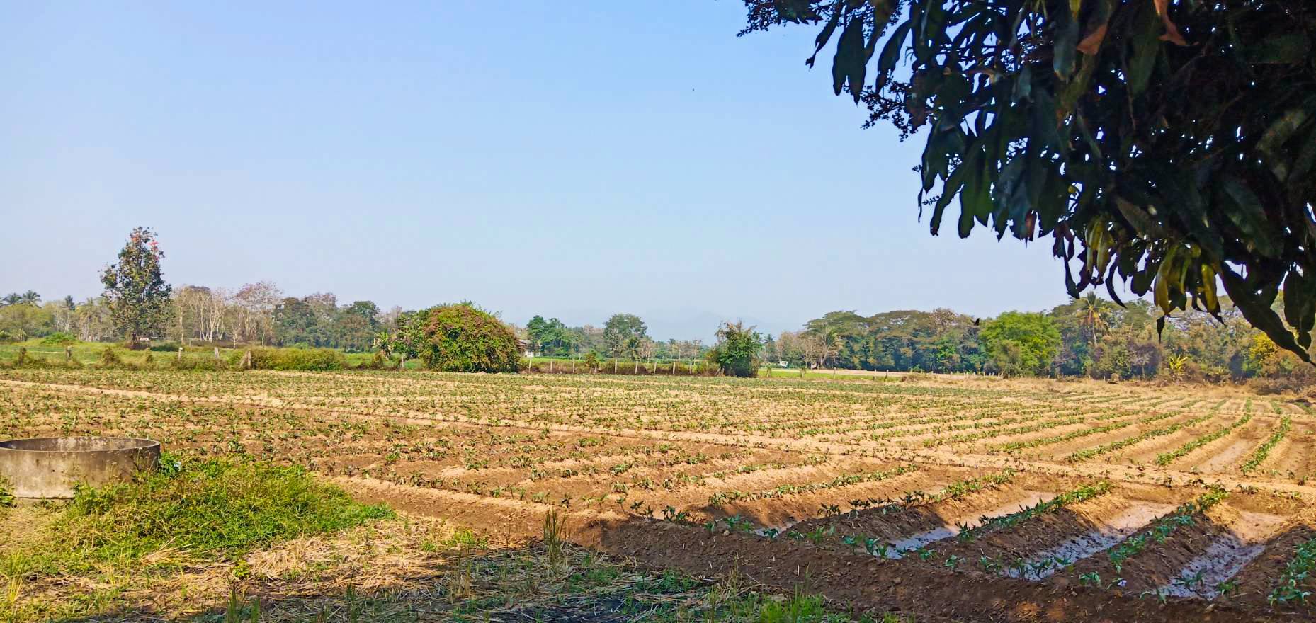 ที่ดินแบ่ง-ขาย-140-ตารางวา-ติดถนนดำ-สันทราย-เชียงใหม่-ถูกสุดๆ