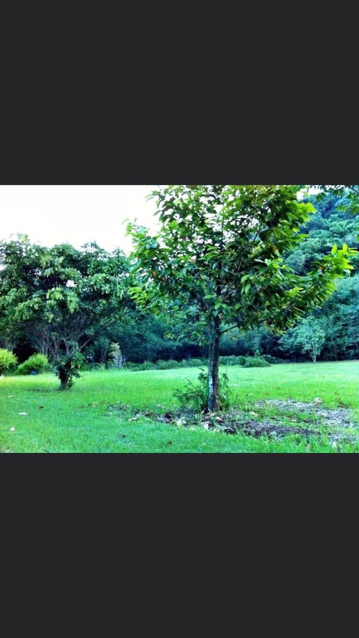 ขายที่ดิน-1-ไร่-ตำบลหนองน้ำแดง-อำเภอปากช่อง-นครราชสีมา