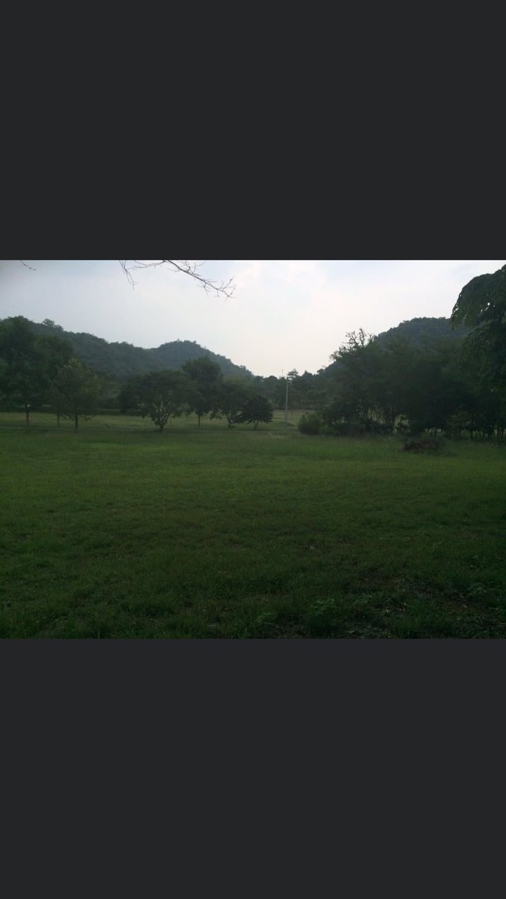 ขายที่ดิน-1-ไร่-ตำบลหนองน้ำแดง-อำเภอปากช่อง-นครราชสีมา