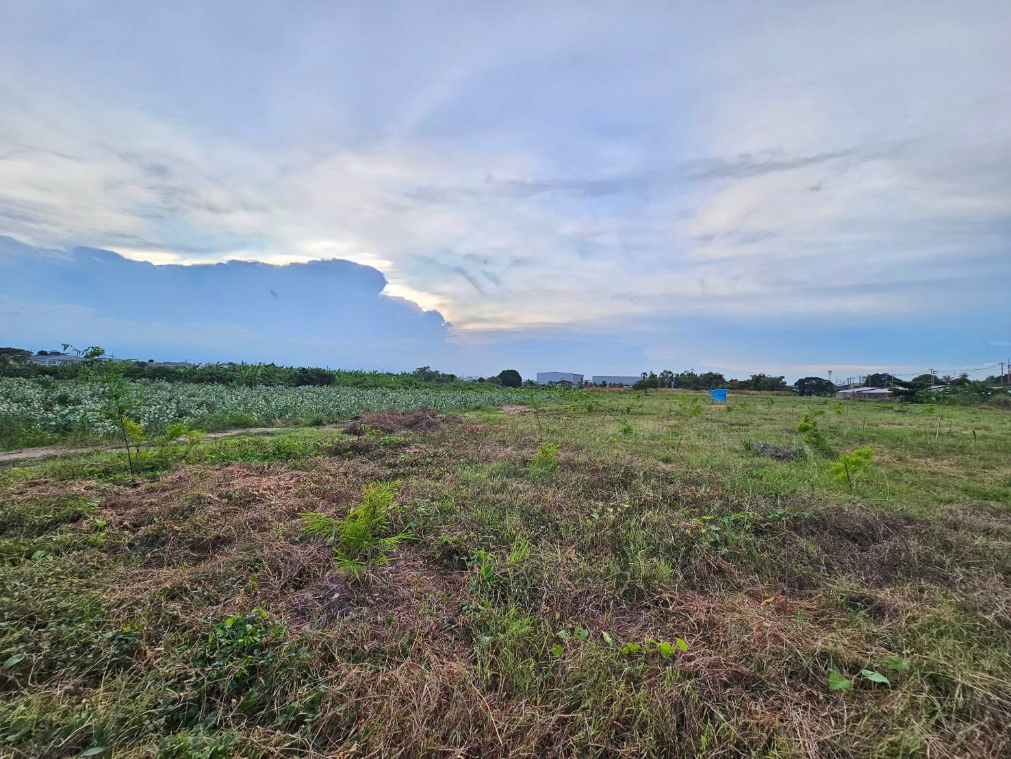 ขายที่เปล่าติดถนนพุทธสาคร-ทำเลดีราคาwowwมาก