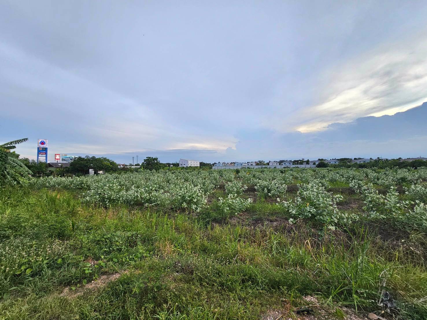 ขายที่เปล่าติดถนนพุทธสาคร-ทำเลดีราคาwowwมาก