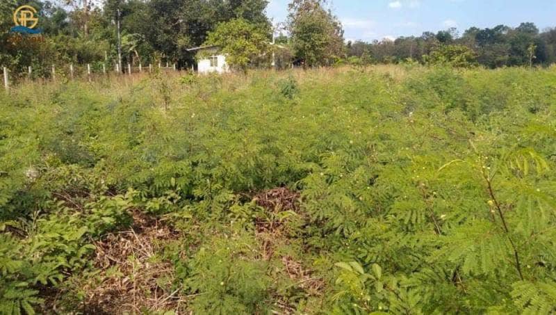 โครงการ-ที่ดินเปล่า-พร้อมไร่สักทองและมะม่วงหิมพานต์-