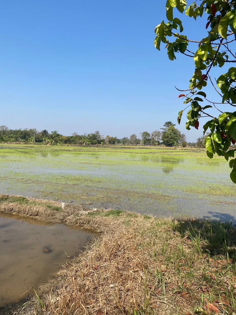 ขายที่ดิน-ทำเลดี-ใกล้สนามบินเชียงราย