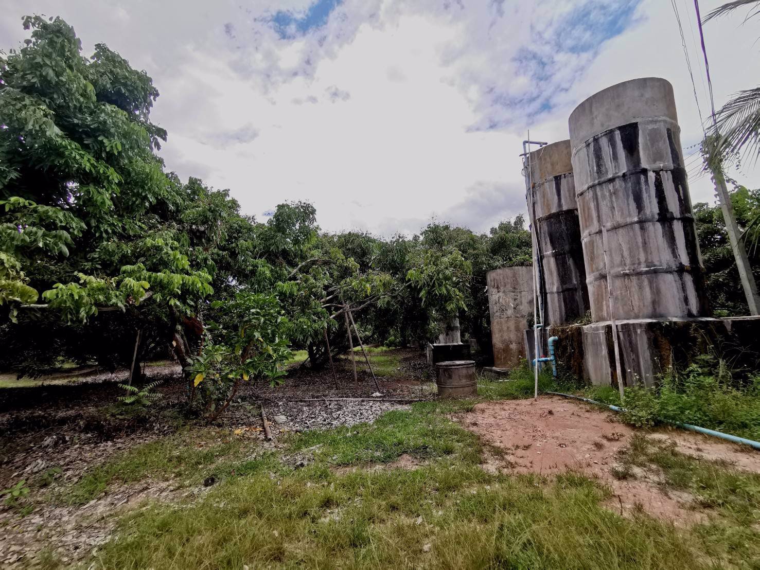 ขายสวนลำไย-21-ไร่-ขายรวมแค่-15-ล้านบาท-ตำบลเหมืองจี้-จังหวัดลำพูน