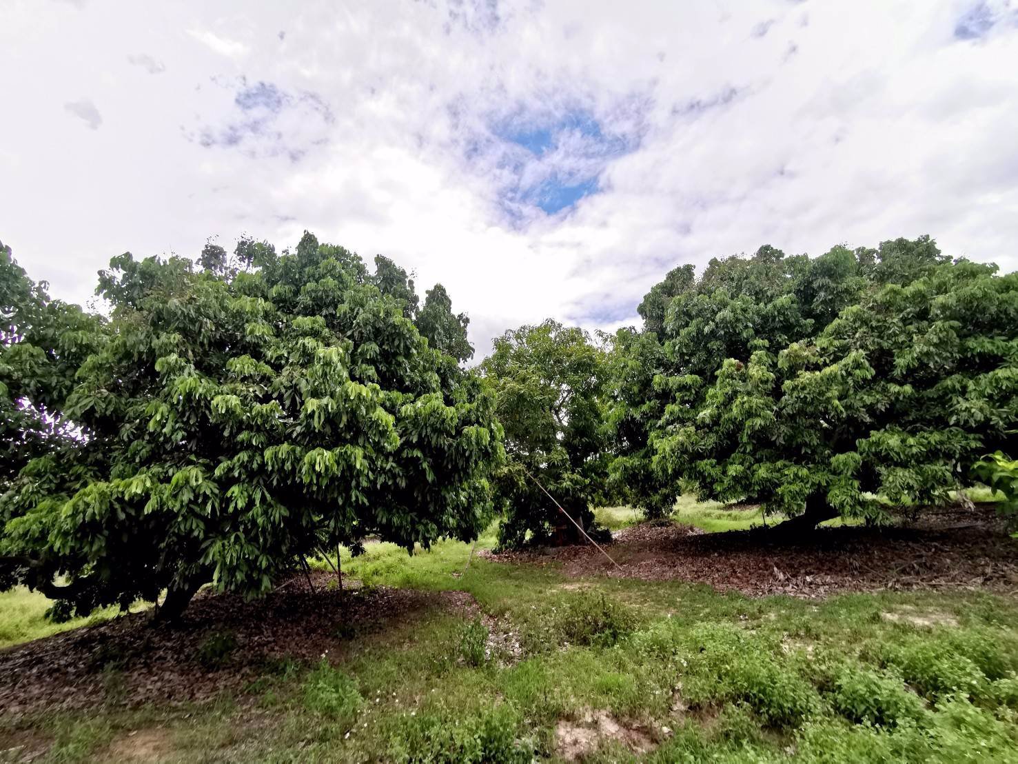 ขายสวนลำไย-21-ไร่-ขายรวมแค่-15-ล้านบาท-ตำบลเหมืองจี้-จังหวัดลำพูน