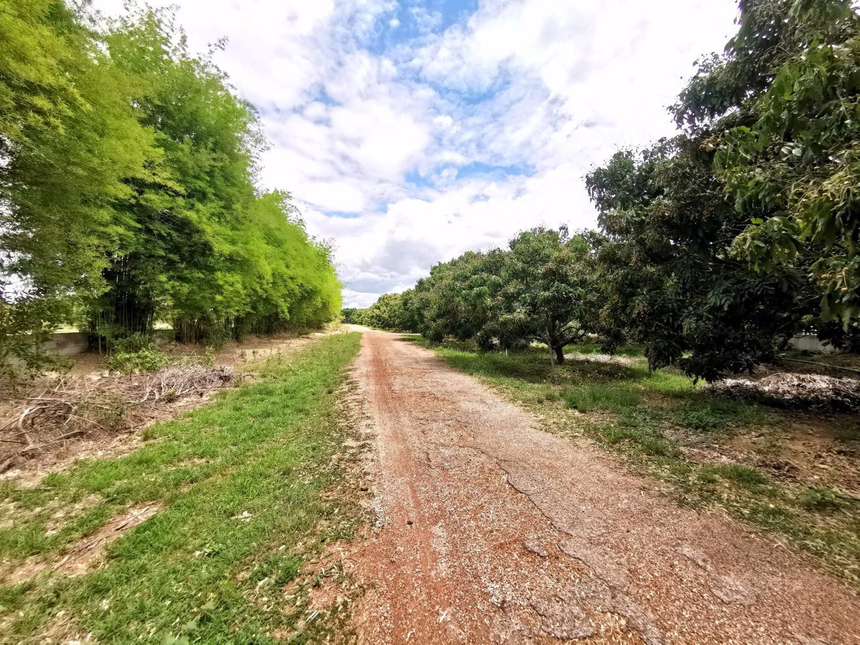 ขายสวนลำไย-21-ไร่-ขายรวมแค่-15-ล้านบาท-ตำบลเหมืองจี้-จังหวัดลำพูน