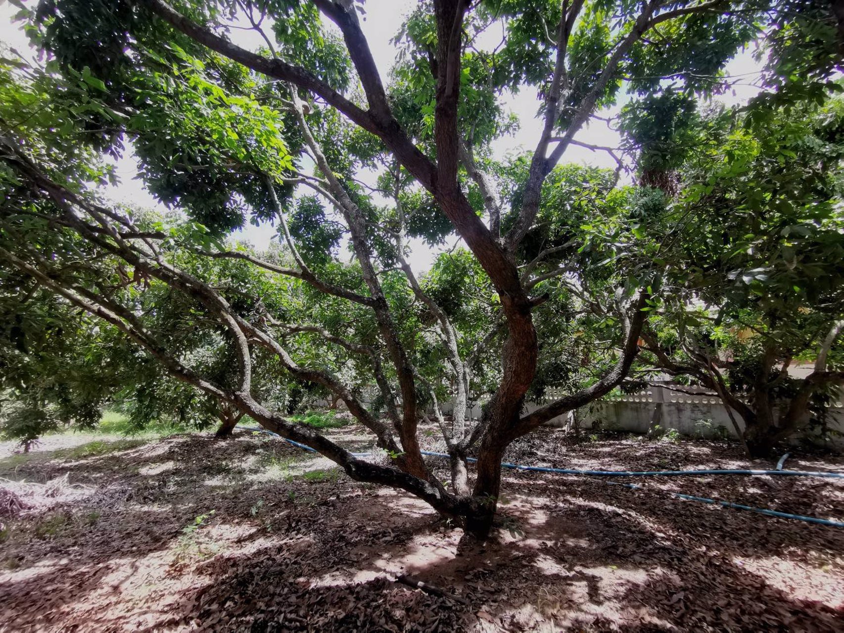 ขายสวนลำไย-21-ไร่-ขายรวมแค่-15-ล้านบาท-ตำบลเหมืองจี้-จังหวัดลำพูน