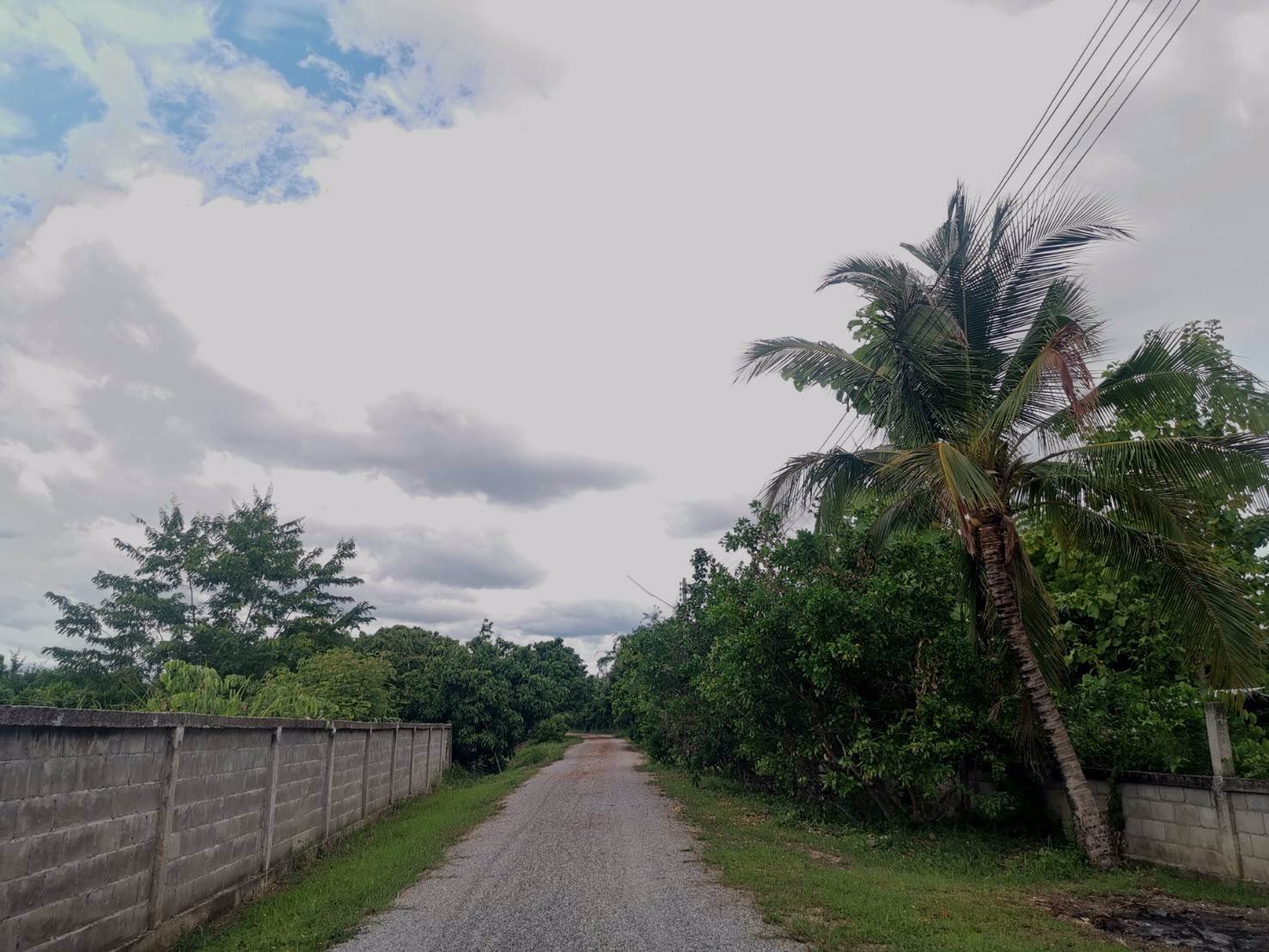 ขายสวนลำไย-21-ไร่-ขายรวมแค่-15-ล้านบาท-ตำบลเหมืองจี้-จังหวัดลำพูน