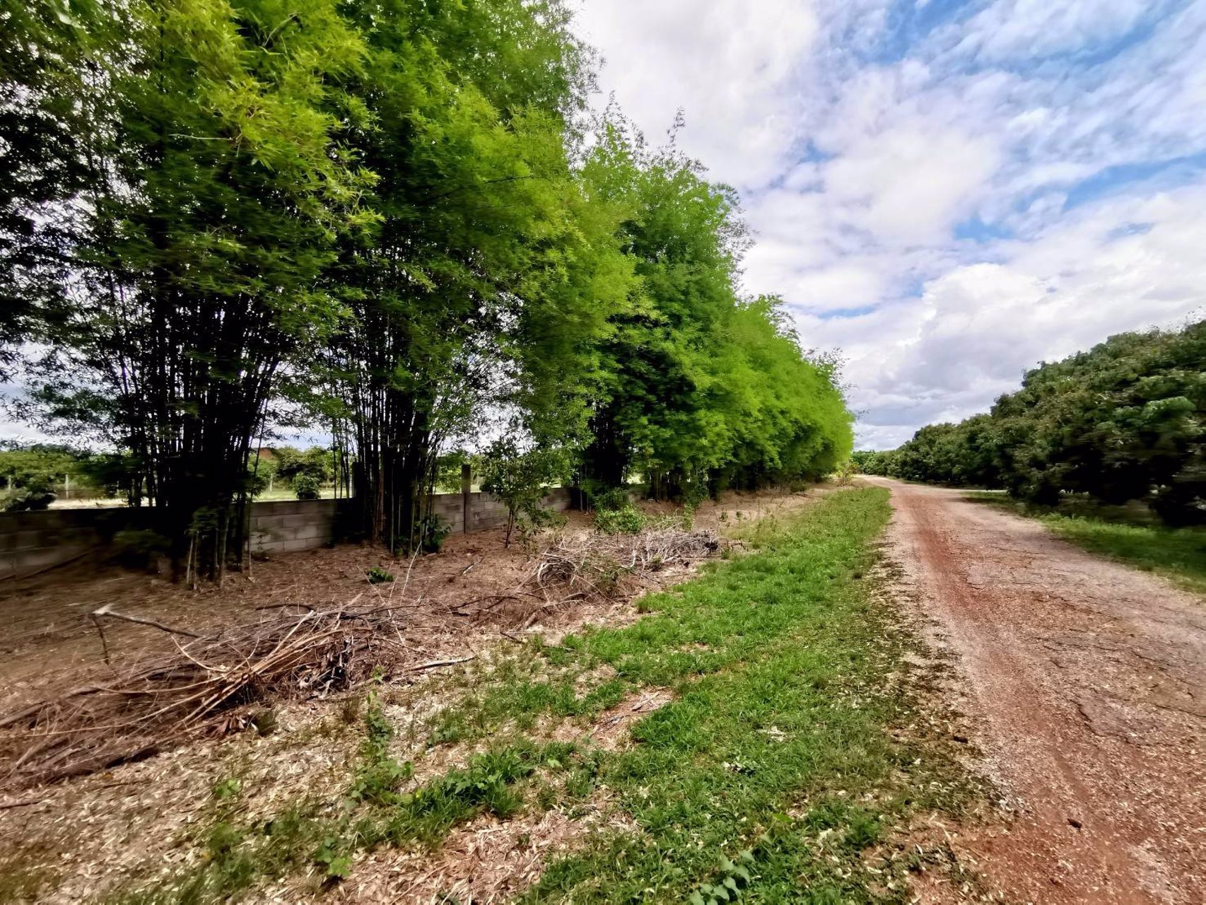 ขายสวนลำไย-21-ไร่-ขายรวมแค่-15-ล้านบาท-ตำบลเหมืองจี้-จังหวัดลำพูน