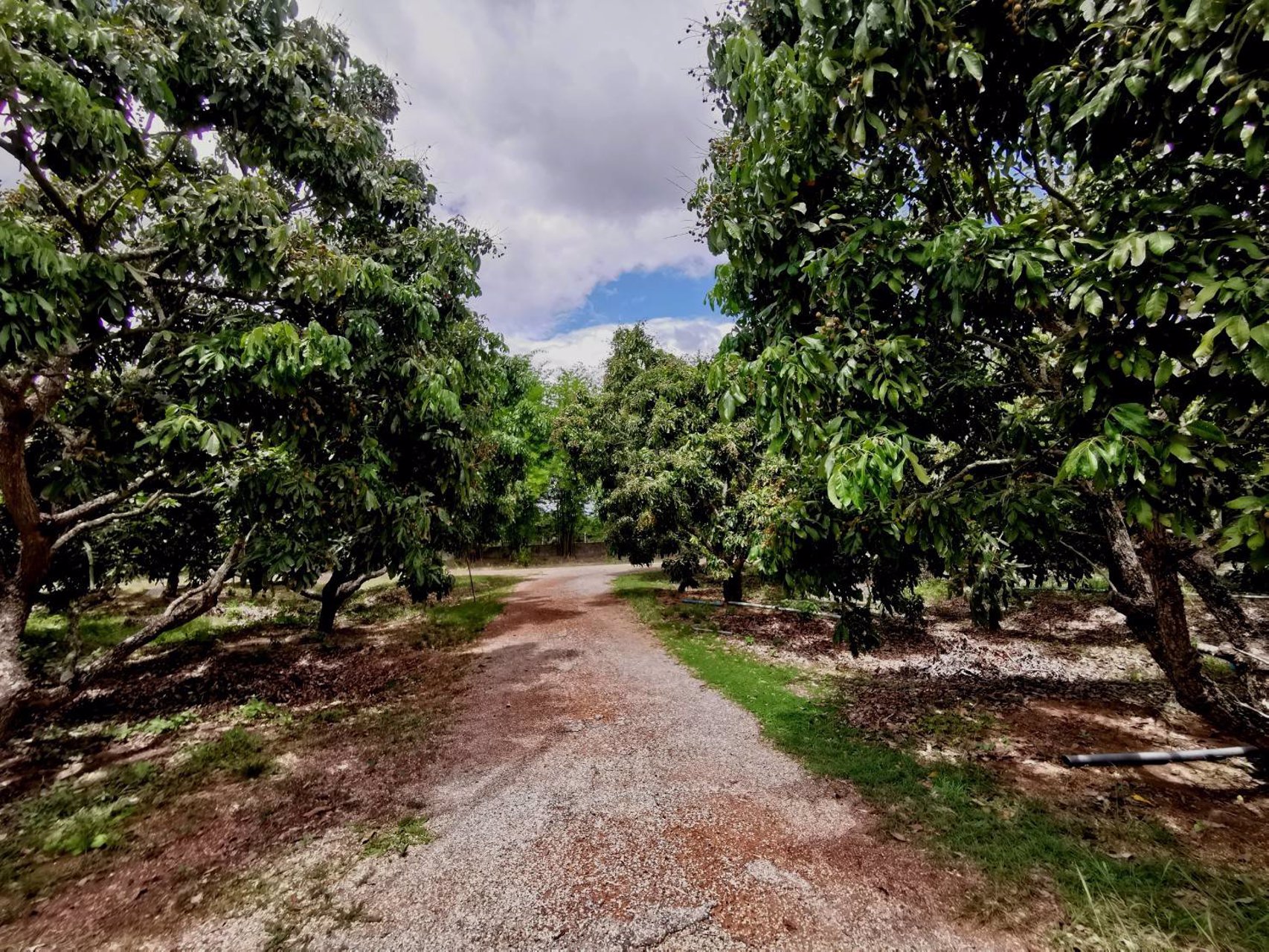 ขายสวนลำไย-21-ไร่-ขายรวมแค่-15-ล้านบาท-ตำบลเหมืองจี้-จังหวัดลำพูน